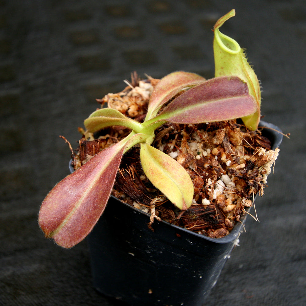 
                      
                        Nepenthes maxima, BE-4081, pitcher plant, carnivorous plant, collectors plant, large pitchers, rare plants
                      
                    
