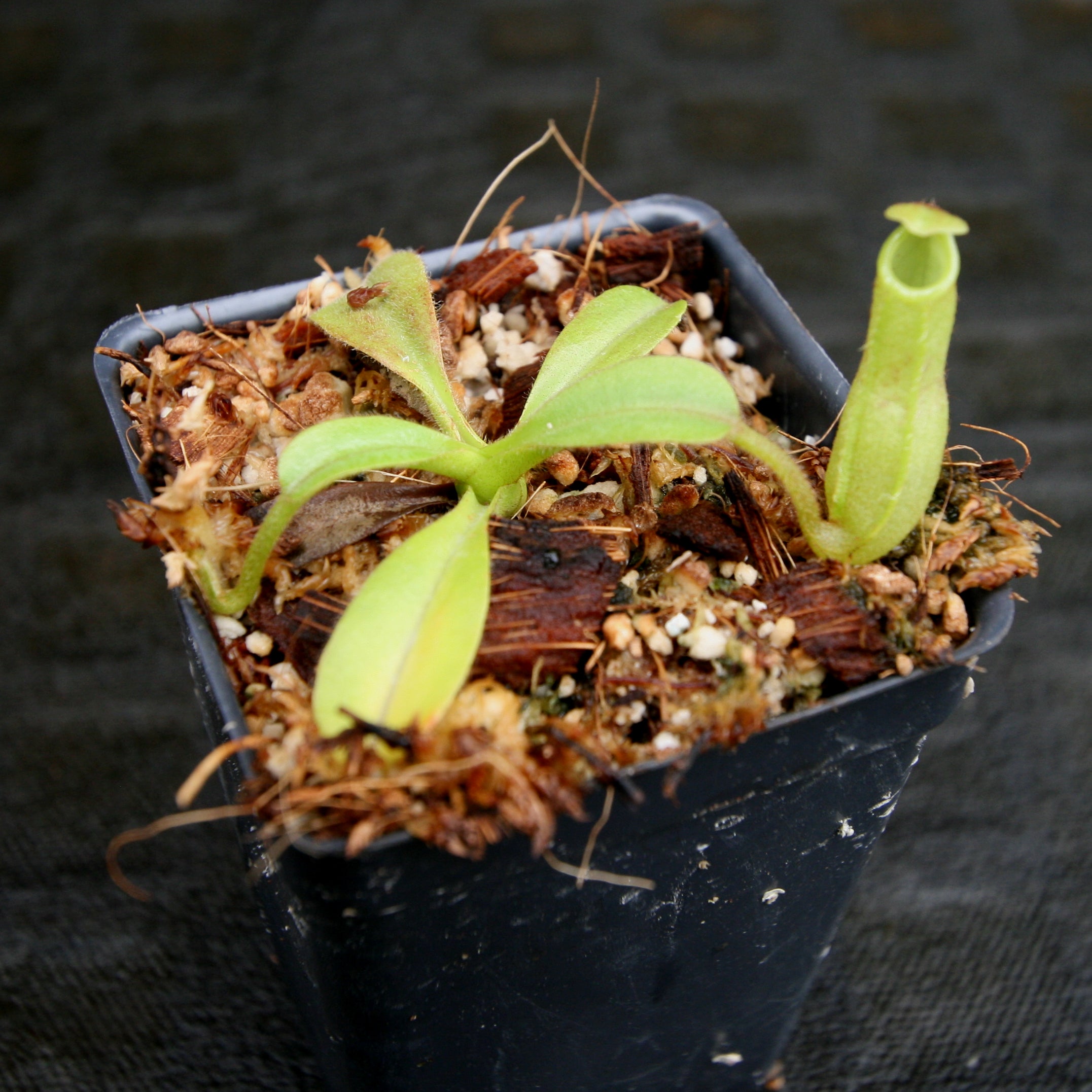 Nepenthes maxima, BE-4081 – Carnivero