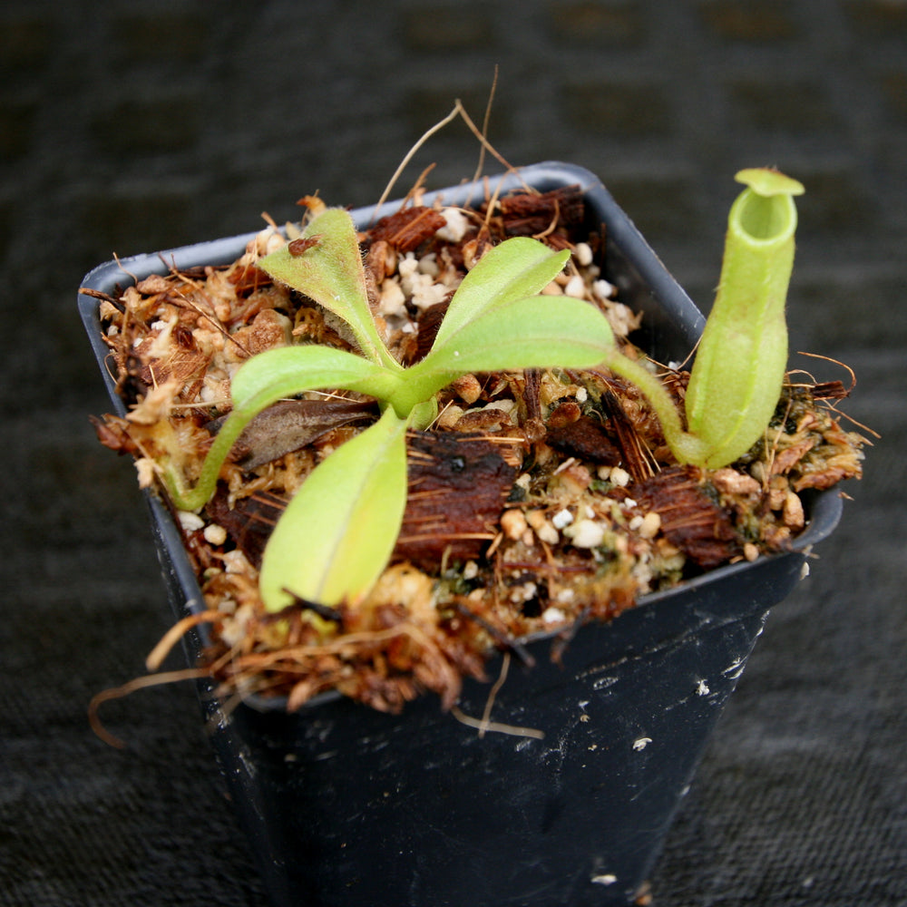 
                      
                        Nepenthes maxima, BE-4081, pitcher plant, carnivorous plant, collectors plant, large pitchers, rare plants
                      
                    