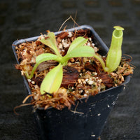 Nepenthes maxima, BE-4081