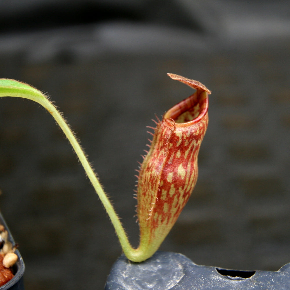 
                      
                        Nepenthes talangensis x glandulifera, BE-3665
                      
                    
