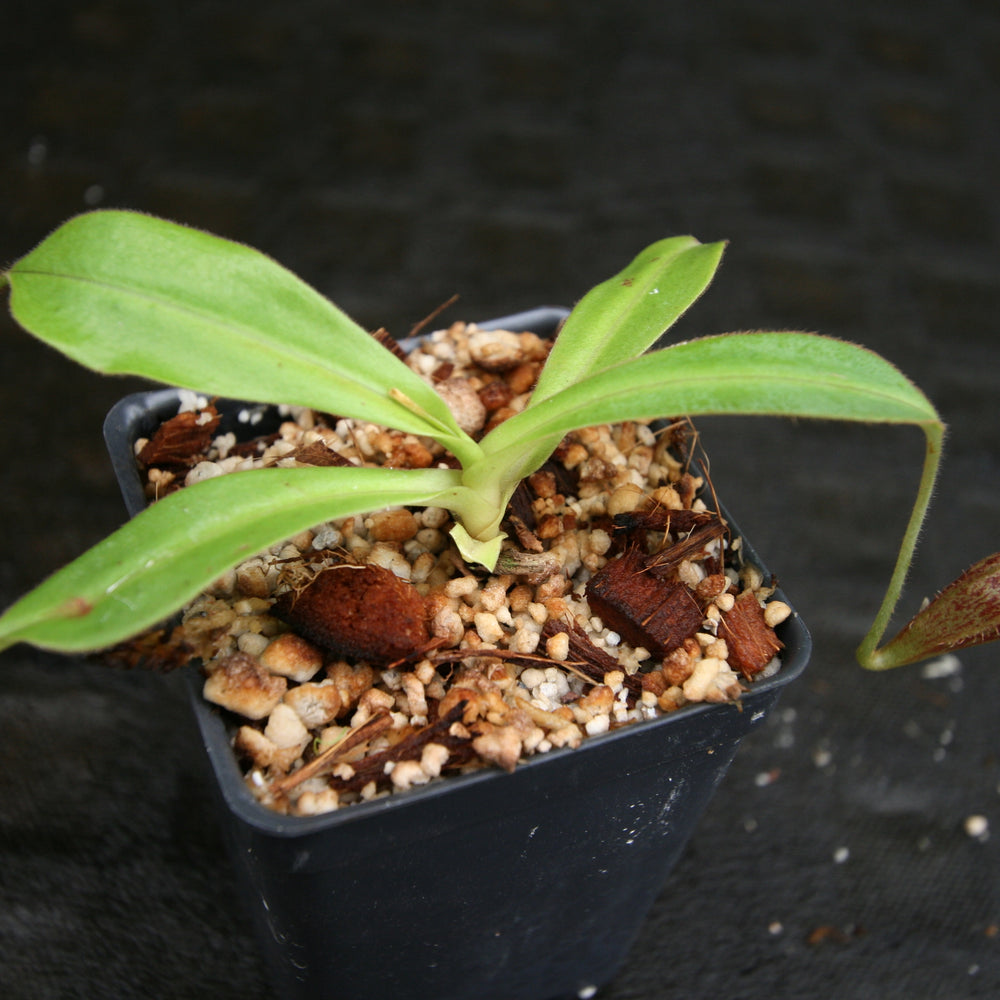
                      
                        Nepenthes talangensis x glandulifera, BE-3665
                      
                    