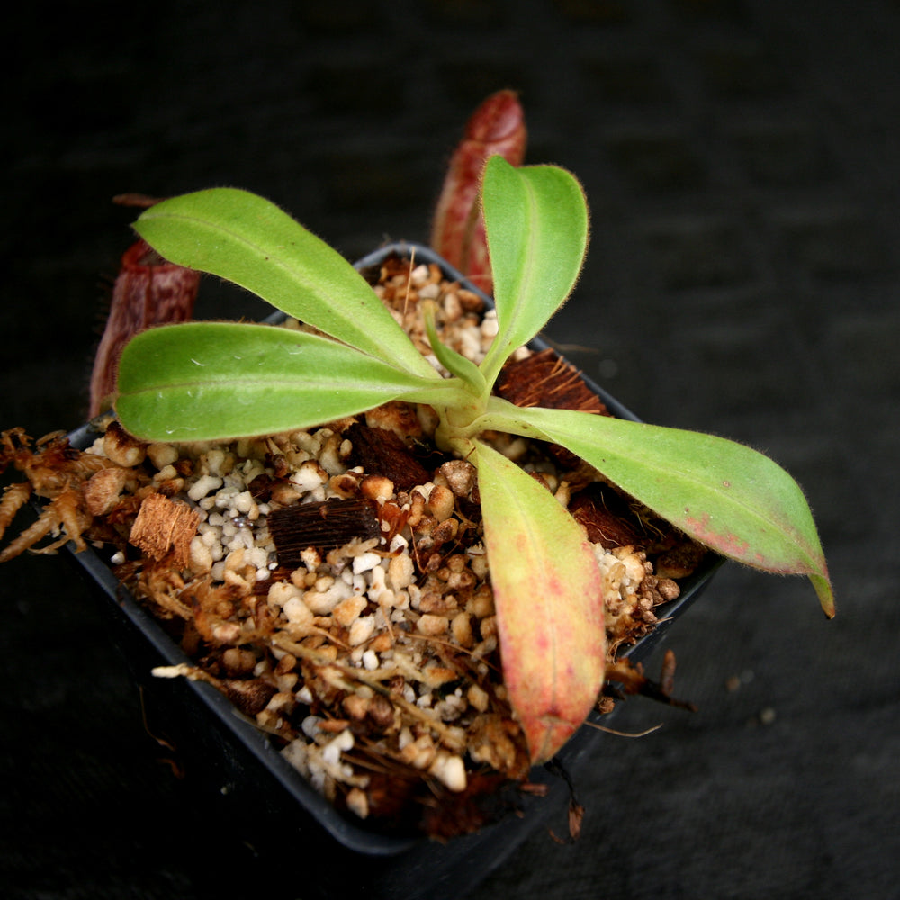 
                      
                        Nepenthes talangensis x glandulifera, BE-3665
                      
                    