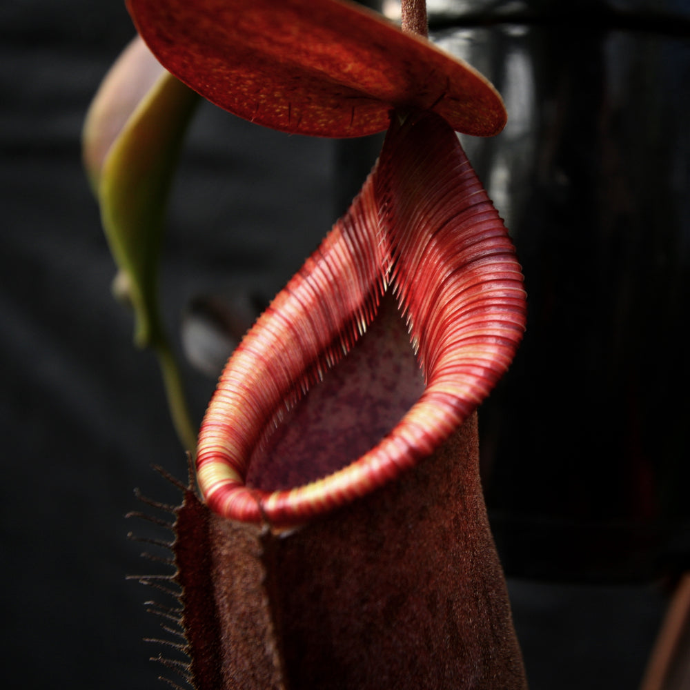 
                      
                        Nepenthes (spathulata x spectabilis) "BE Best" x lowii, CAR-0065, pitcher plant, carnivorous plant, collectors plant, large pitchers, rare plants 
                      
                    