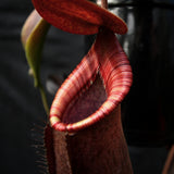 Nepenthes (spathulata x spectabilis) "BE Best" x lowii, CAR-0065, pitcher plant, carnivorous plant, collectors plant, large pitchers, rare plants 