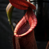 Nepenthes (spathulata x spectabilis) "BE Best" x lowii, CAR-0065