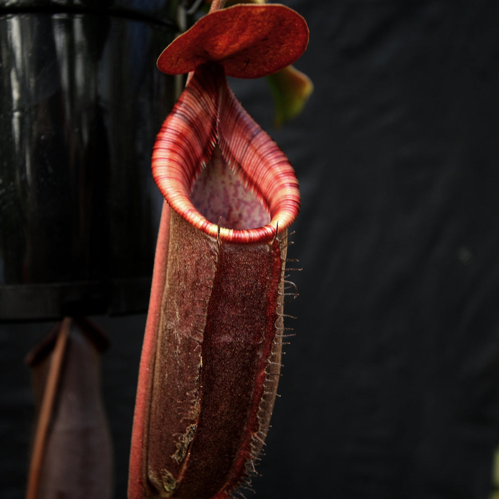 
                      
                        Nepenthes (spathulata x spectabilis) "BE Best" x lowii, CAR-0065, pitcher plant, carnivorous plant, collectors plant, large pitchers, rare plants 
                      
                    