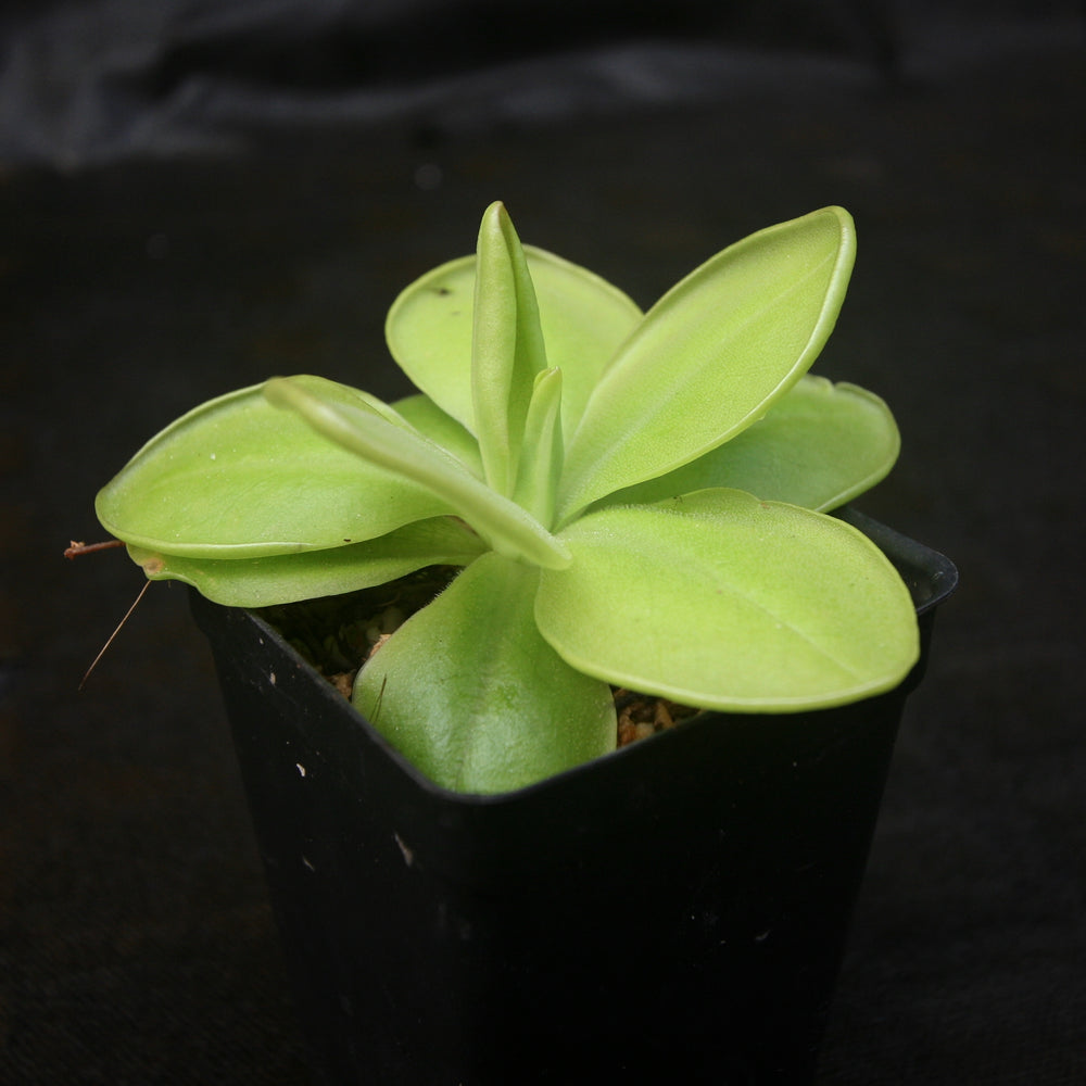 
                      
                         Pinguicula moranensis 'superba' butterwort, Butterwort, carnivorous plant, gnat eating plant, beginner plant, fungus gnat eating plant, easy to grow, ping, Mexican butterwort, ping plant.
                      
                    