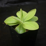  Pinguicula moranensis 'superba' butterwort, Butterwort, carnivorous plant, gnat eating plant, beginner plant, fungus gnat eating plant, easy to grow, ping, Mexican butterwort, ping plant.