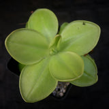 Pinguicula moranensis 'Superba'