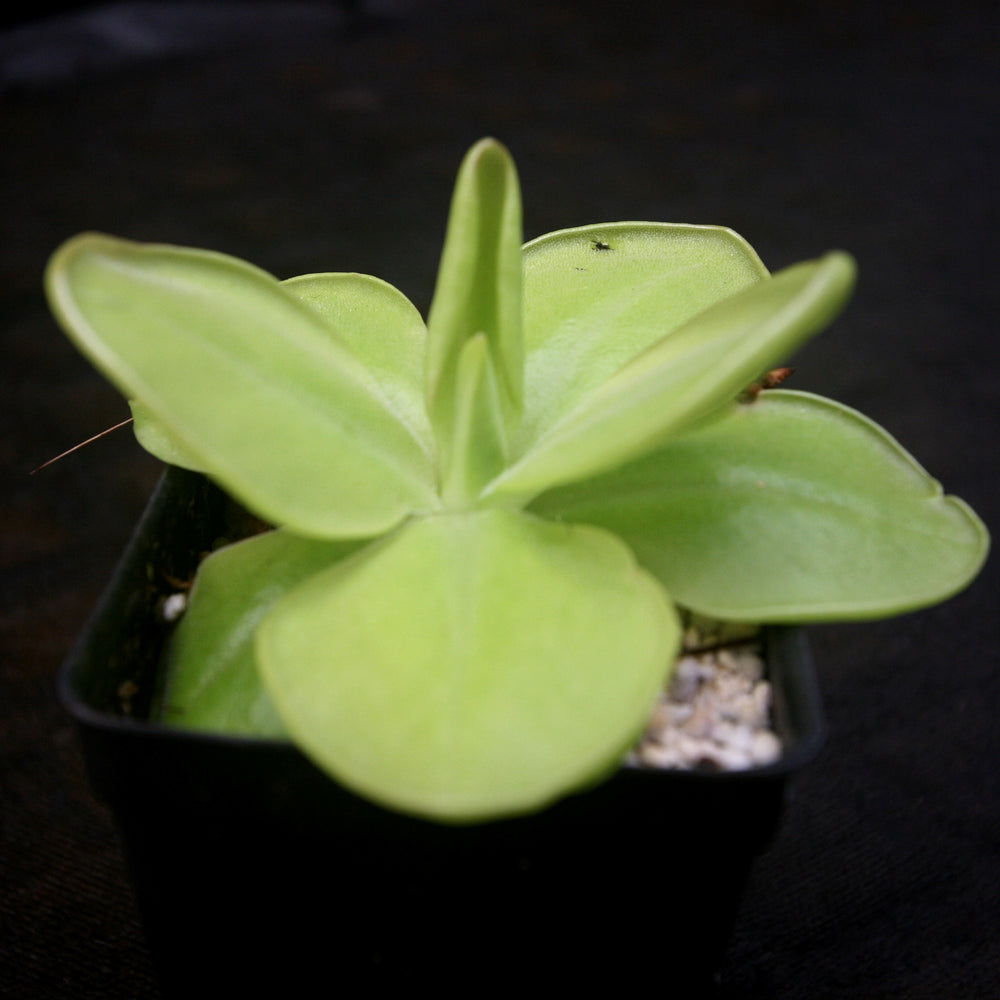 
                      
                         Pinguicula moranensis 'superba' butterwort, Butterwort, carnivorous plant, gnat eating plant, beginner plant, fungus gnat eating plant, easy to grow, ping, Mexican butterwort, ping plant.
                      
                    