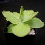  Pinguicula moranensis 'superba' butterwort, Butterwort, carnivorous plant, gnat eating plant, beginner plant, fungus gnat eating plant, easy to grow, ping, Mexican butterwort, ping plant.