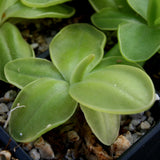  Pinguicula moranensis 'superba' butterwort, Butterwort, carnivorous plant, gnat eating plant, beginner plant, fungus gnat eating plant, easy to grow, ping, Mexican butterwort, ping plant.