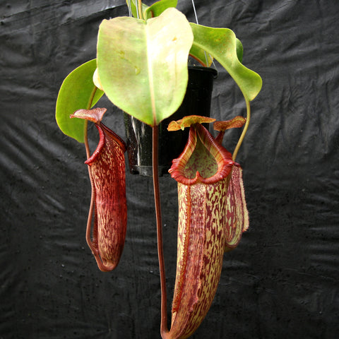 Nepenthes maxima x Trusmadiensis plant with hanging red mottled pitcher and green leaves against a dark backdrop