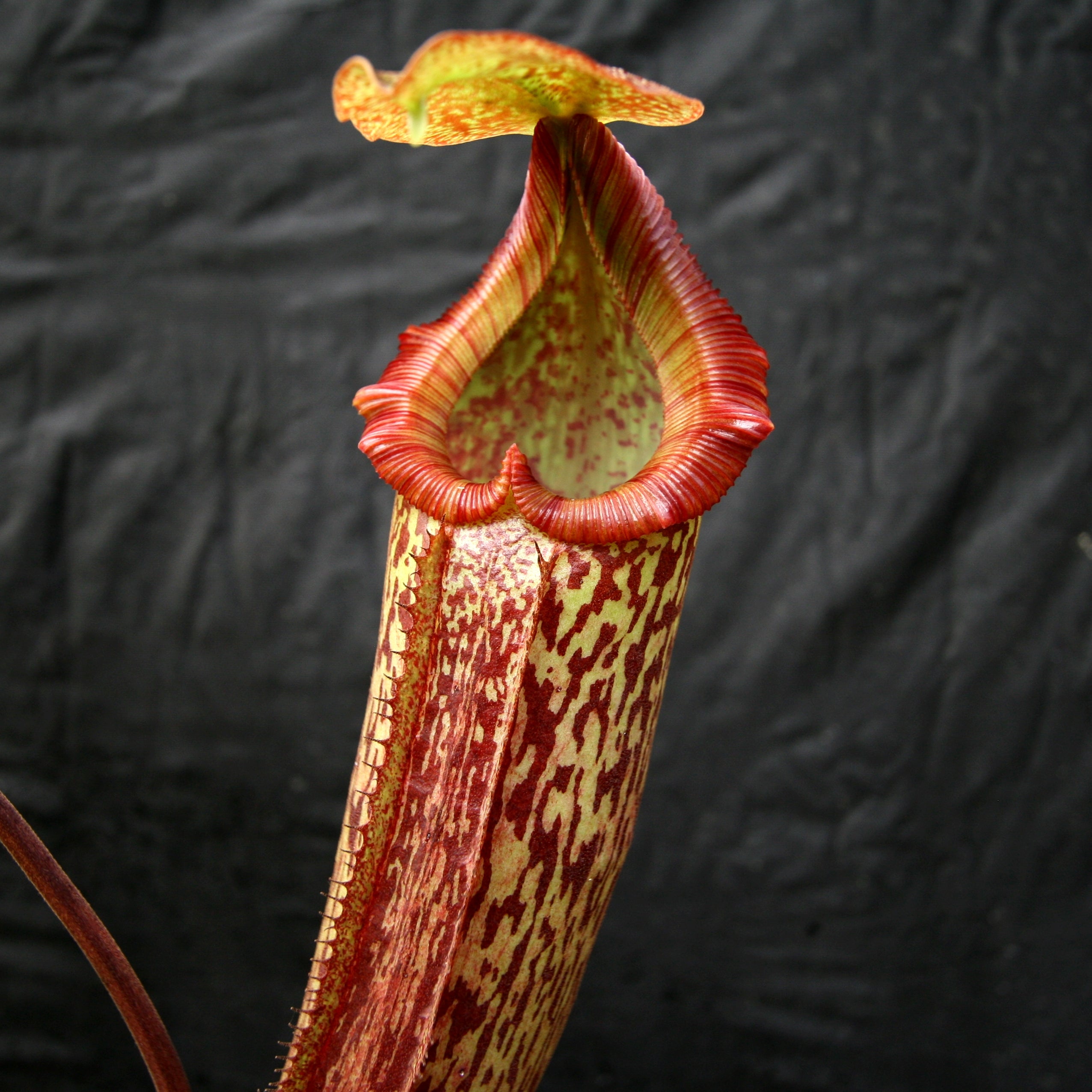 Nepenthes xtrusmadiensis EP ネペンテス Nepenthes x Trusmadiensis – Carnivero