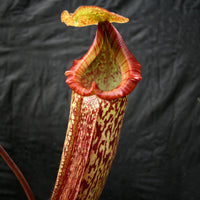 Nepenthes maxima x Trusmadiensis