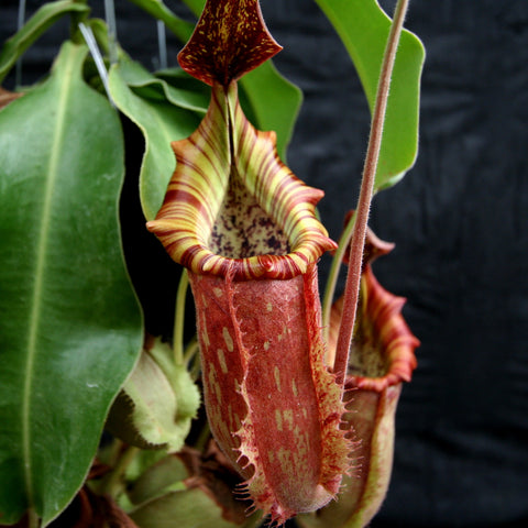 Nepenthes Splendid Diana x veitchii Pink Candy Cane tall red pitcher with striped peristome