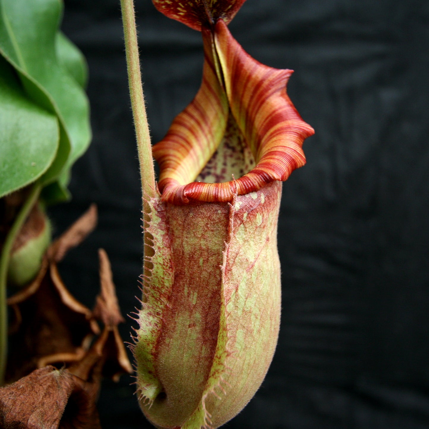 Nepenthes 'Splendid Diana' x veitchii "Pink Candy Cane", CAR-0032