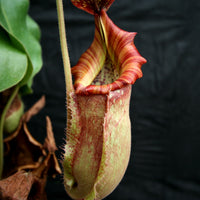 Nepenthes 'Splendid Diana' x veitchii "Pink Candy Cane", CAR-0032
