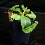 Nepenthes truncata (JB x Pasian Red), CAR-0205