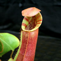 Nepenthes [(lowii x veitchii) x boschiana)] "Red Ruffled" x veitchii "Orange Fade", CAR-0153