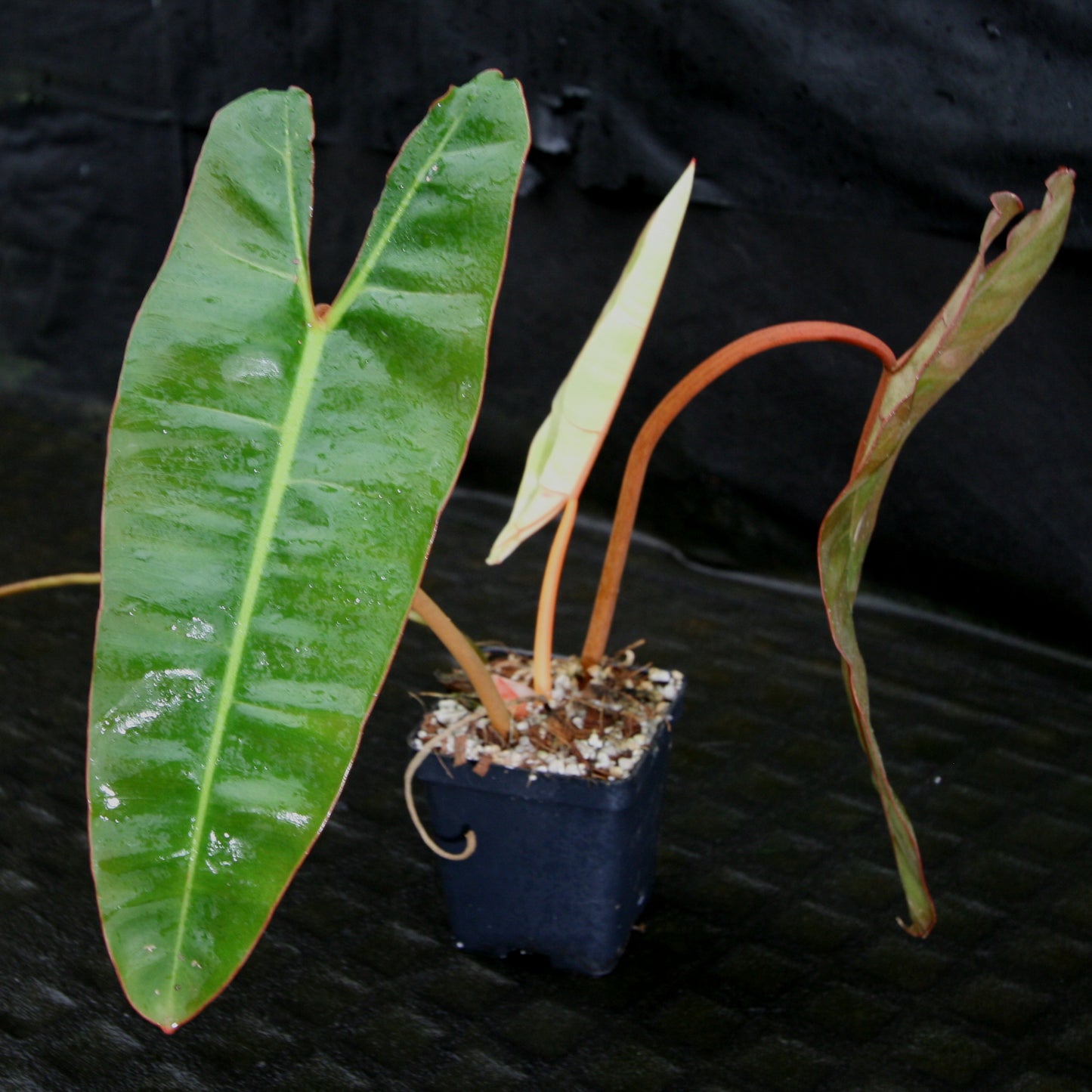philodendron billietiae seeds Philodendron billietiae – Carnivero