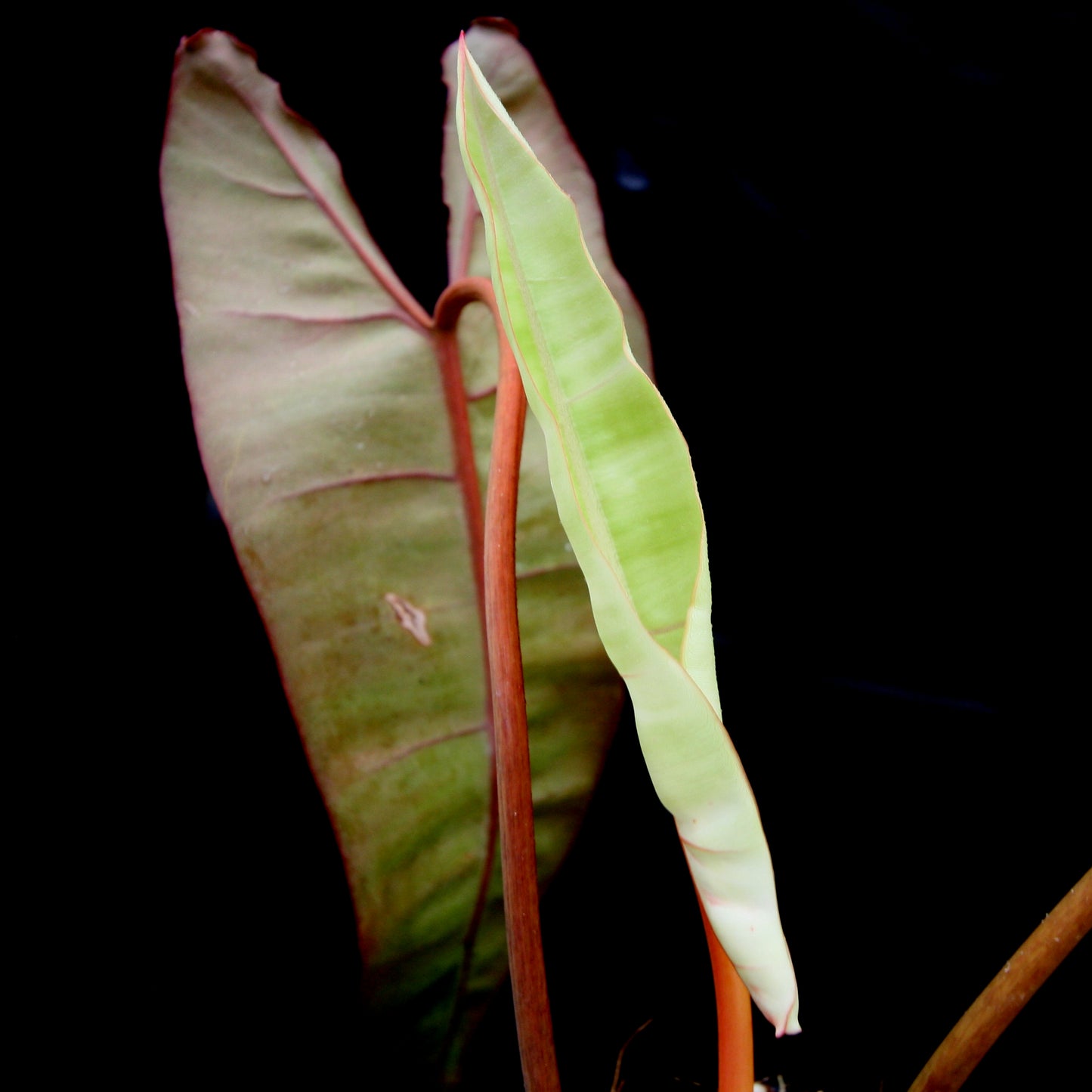 philodendron billietiae croat variegata billietiae orange stalk Philodendron billietiae – Carnivero