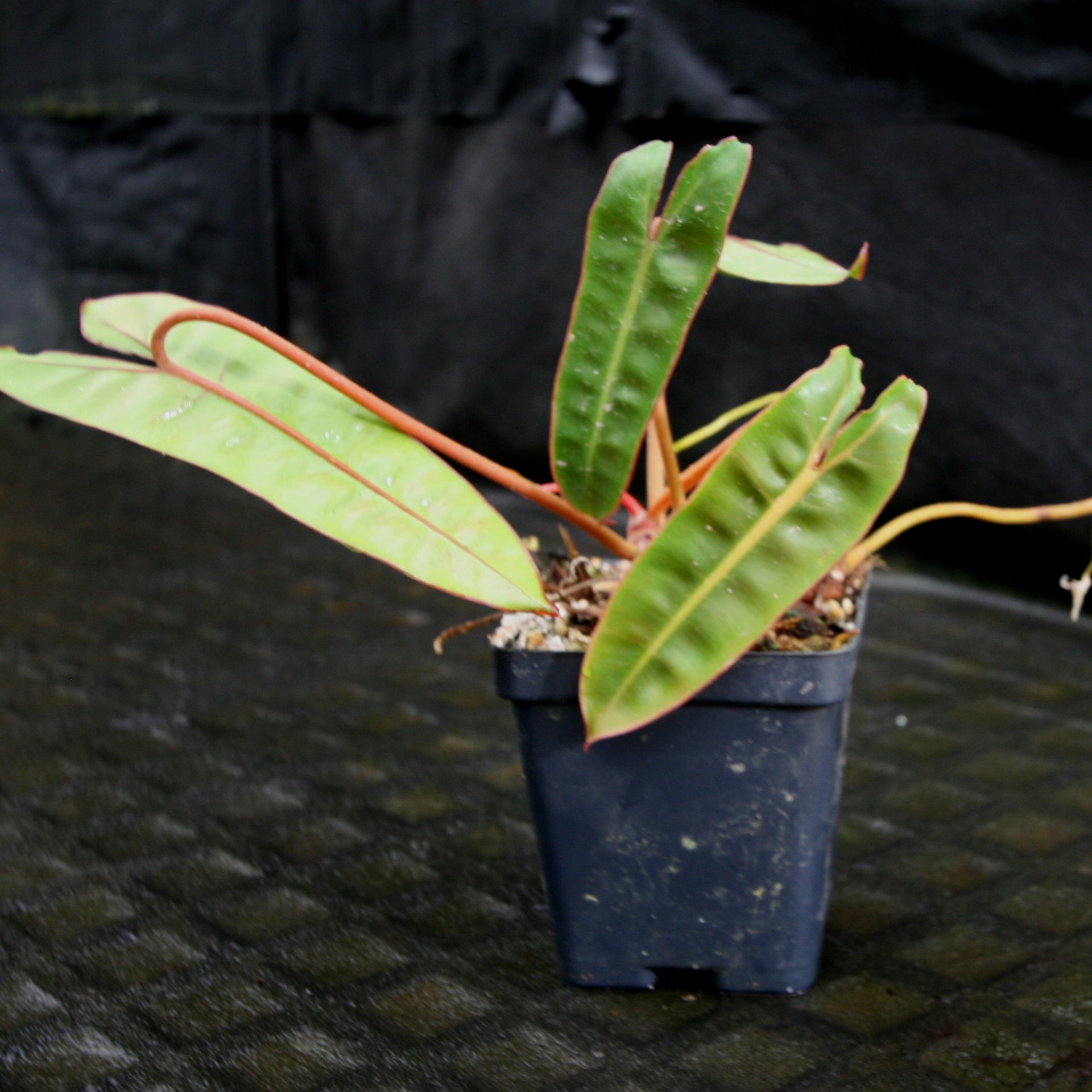 bilentae philodendron Philodendron billietiae – Carnivero