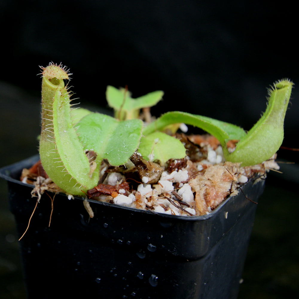 
                      
                        Nepenthes truncata (JB x (c)-A), CAR-0206
                      
                    