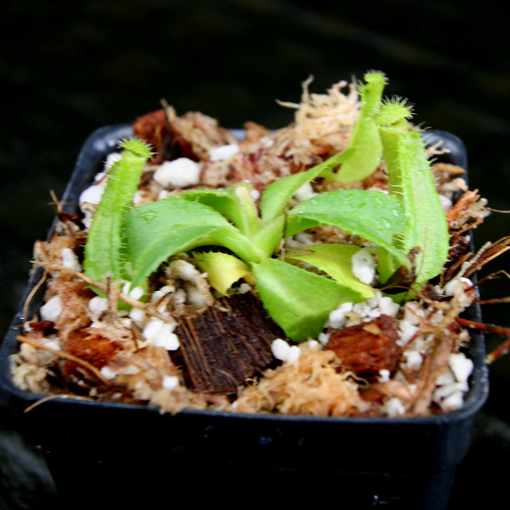 
                      
                        Nepenthes truncata (JB x (c)-A), CAR-0206
                      
                    
