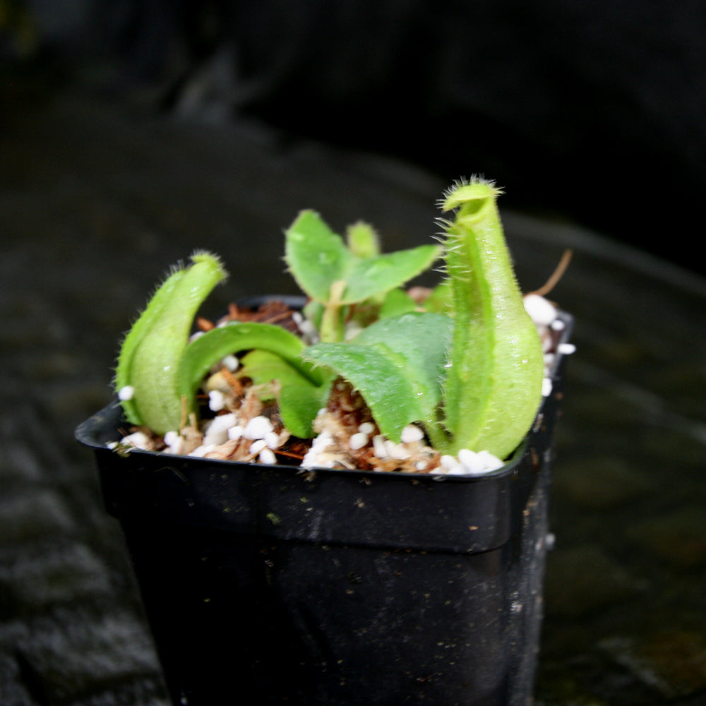 
                      
                        Nepenthes truncata (JB x (c)-A), CAR-0206
                      
                    