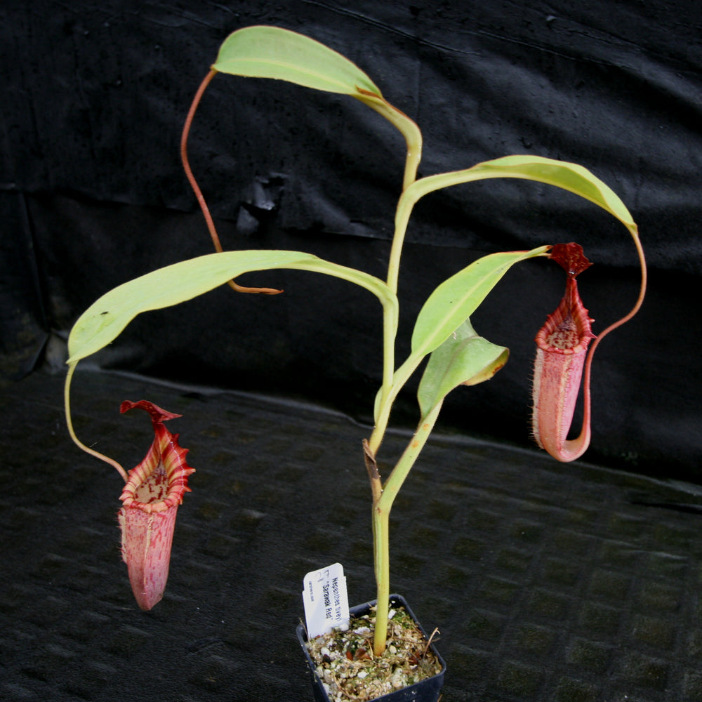 
                      
                        Nepenthes tiveyi "Sarawak Red"
                      
                    