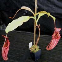 Nepenthes tiveyi "Sarawak Red"