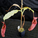 Nepenthes tiveyi "Sarawak Red"