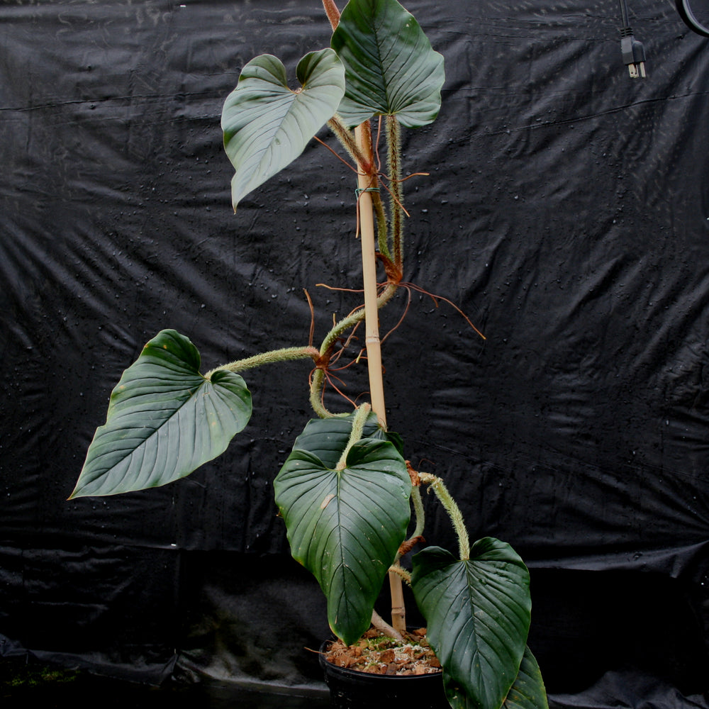 philodendron serpens Philodendron serpens – Carnivero