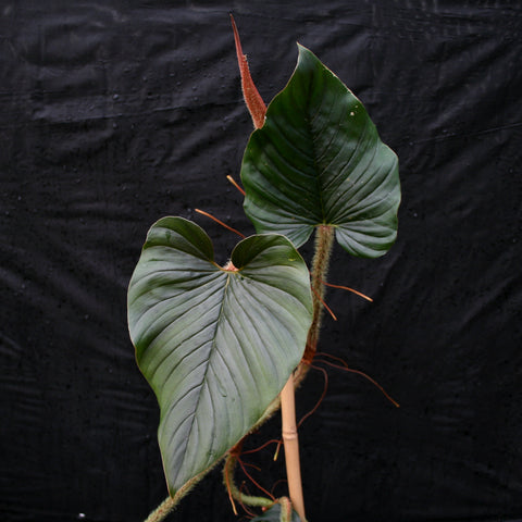 Philodendron serpens with two large heart shaped leaves on a fuzzy stem against a dark backdrop.