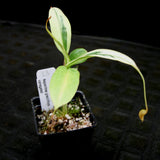 Nepenthes graciliflora variegated