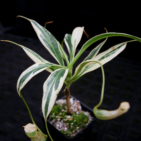 Variegated Nepenthes graciliflora plant with cream edged leaves and green centers