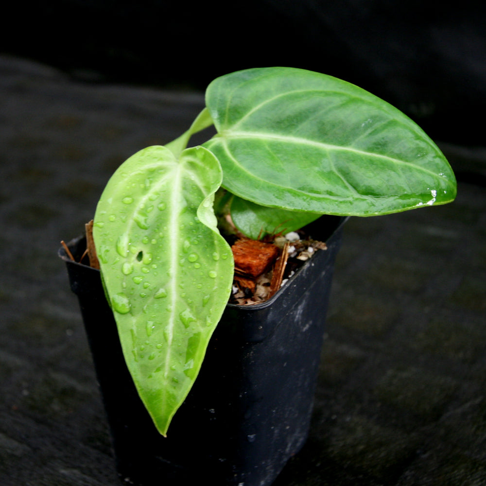 
                      
                        Anthurium villenaorum
                      
                    
