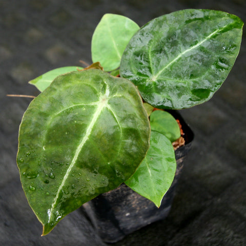 Anthurium forgetii x villenaorum plant with glossy heart-shaped leaves in a small pot.