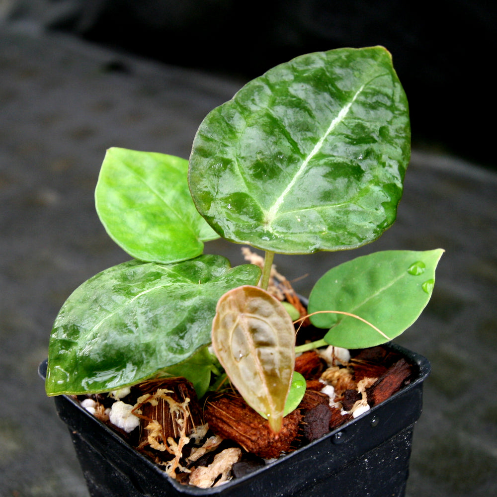 anthurium forgetii hybrid Anthurium forgetii x villenaorum, CAR-0208