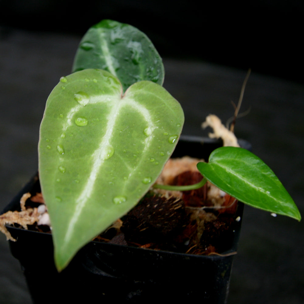 
                      
                        Anthurium crystallinum x magnificum, CAR-0209
                      
                    