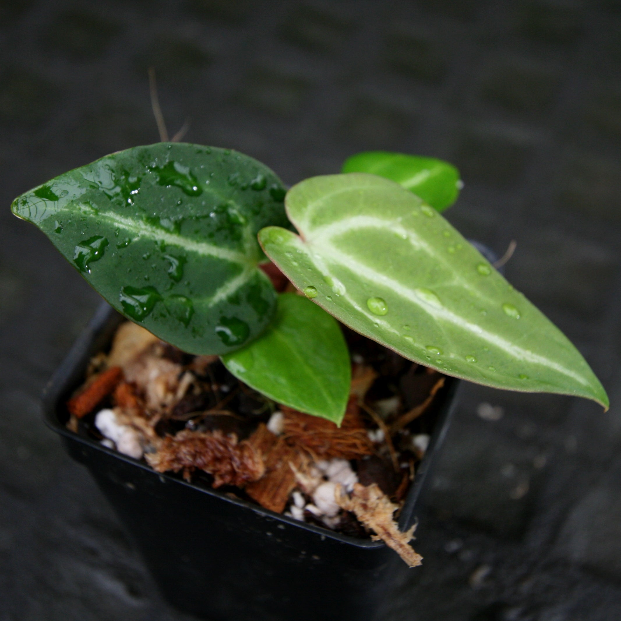 Anthurium crystallinum x magnificum, CAR-0209 – Carnivero