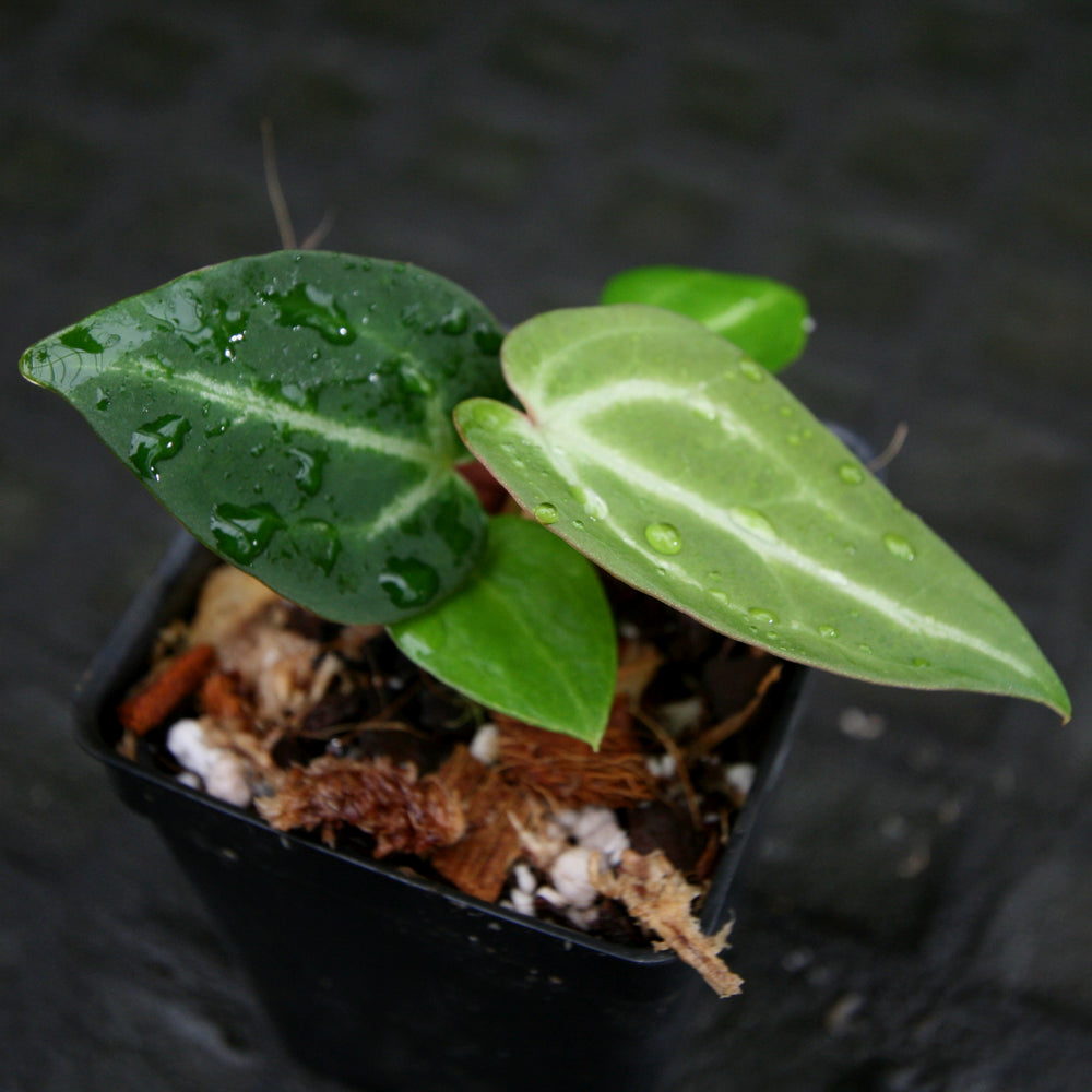 
                      
                        Anthurium crystallinum x magnificum, CAR-0209
                      
                    