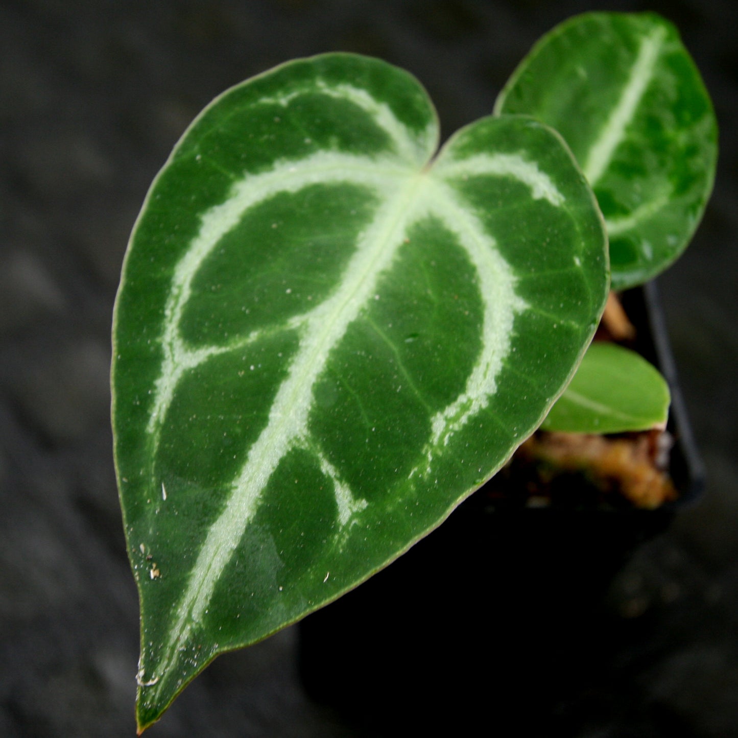 anthurium crystallinum mehani Anthurium magnificum x crystallinum – Carnivero