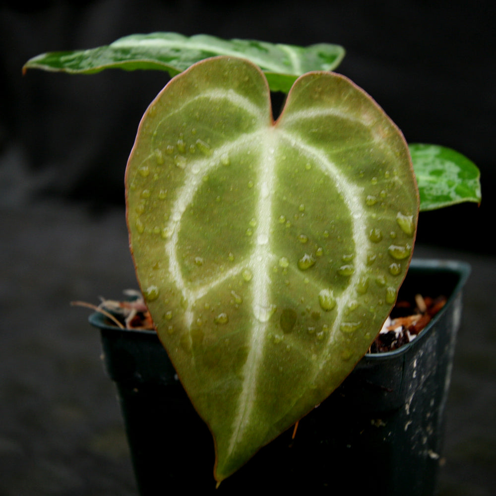 
                      
                        Anthurium magnificum x crystallinum
                      
                    
