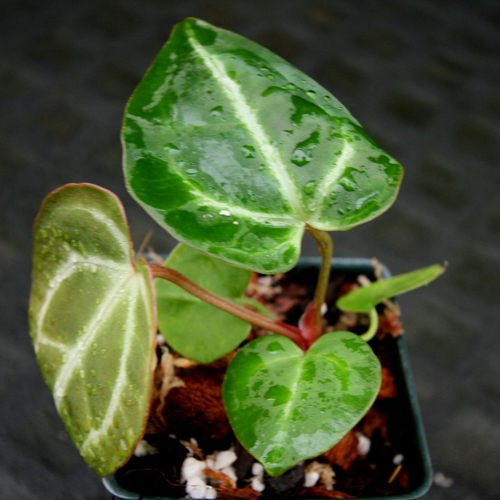 
                      
                        Anthurium magnificum x crystallinum
                      
                    
