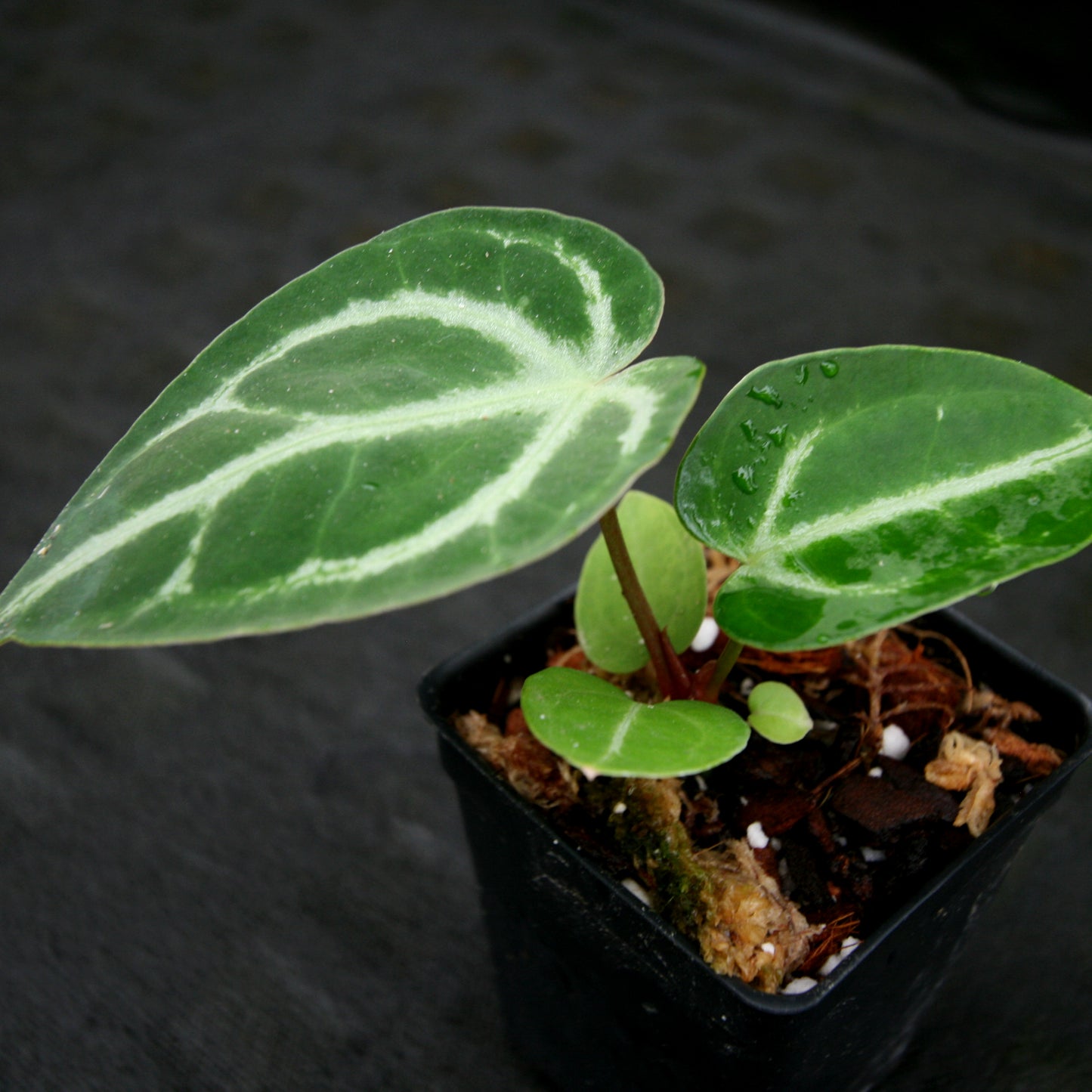 anthurium magnificum x crystallinum round petiole Anthurium magnificum x crystallinum – Carnivero