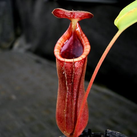 Red Nepenthes pitcher from Nepenthes truncata x campanulata x lowii CAR-0099