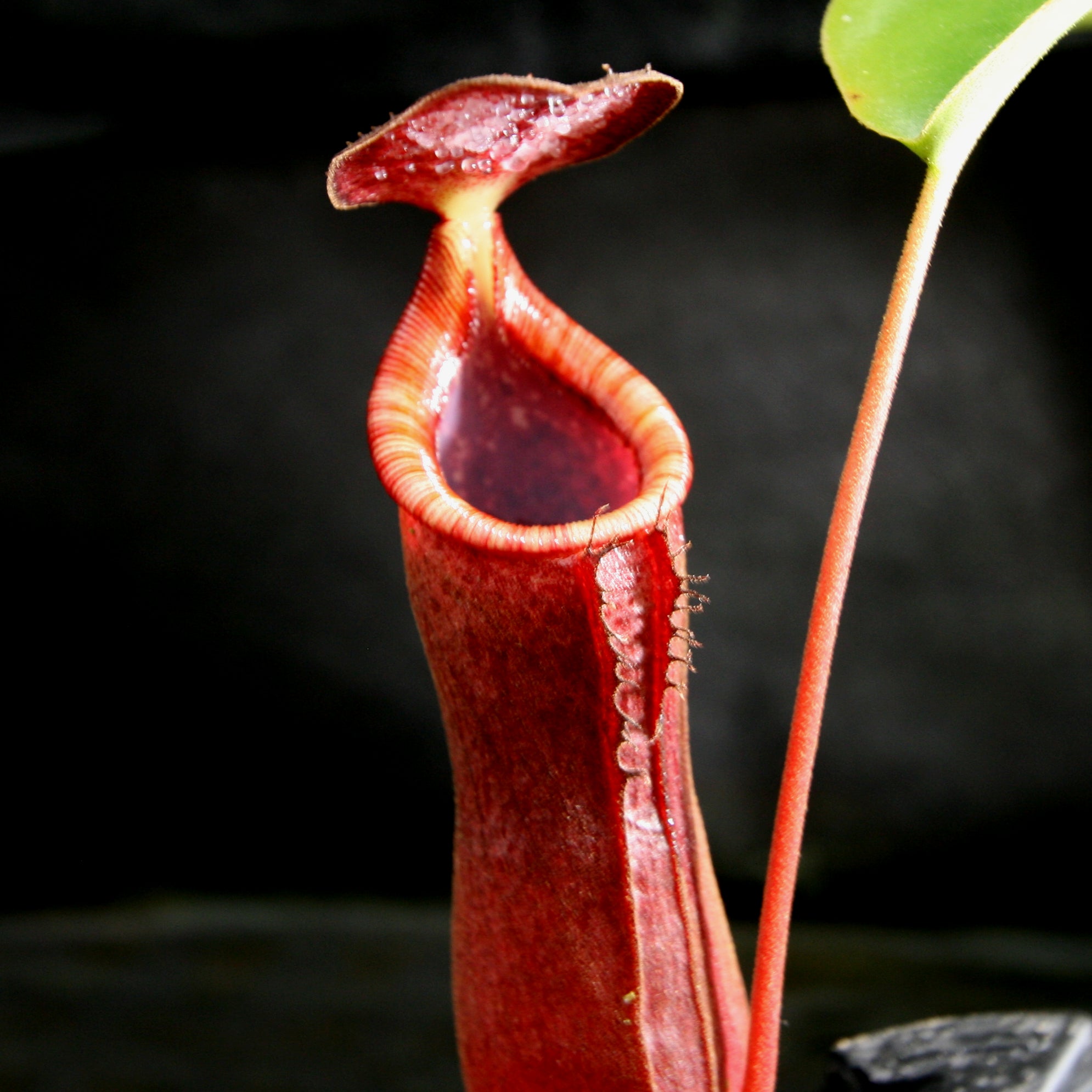 Nepenthes (truncata x campanulata) x lowii, CAR-0099 – Carnivero